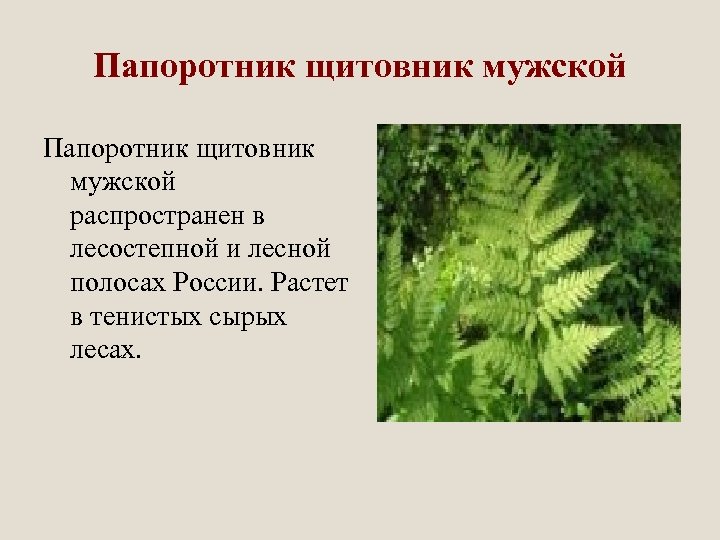 Папоротник щитовник мужской распространен в лесостепной и лесной полосах России. Растет в тенистых сырых