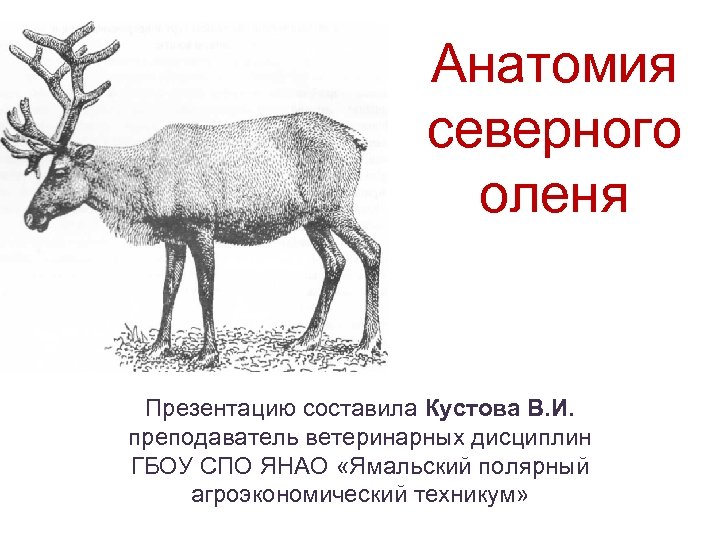 Анатомия северного оленя Презентацию составила Кустова В. И. преподаватель ветеринарных дисциплин ГБОУ СПО ЯНАО