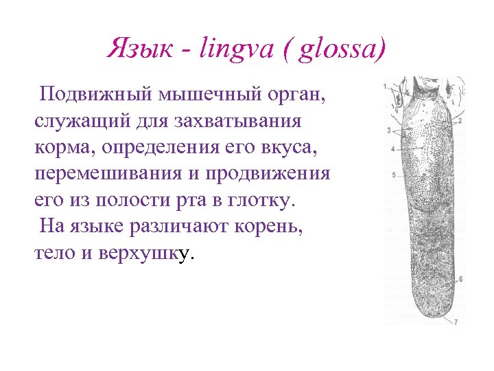 Язык - lingva ( glossa) Подвижный мышечный орган, служащий для захватывания корма, определения его