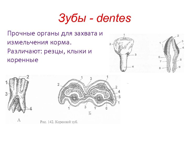 Зубы - dentes Прочные органы для захвата и измельчения корма. Различают: резцы, клыки и