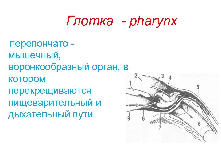 Глотка - pharynx перепончато мышечный, воронкообразный орган, в котором перекрещиваются пищеварительный и дыхательный пути.