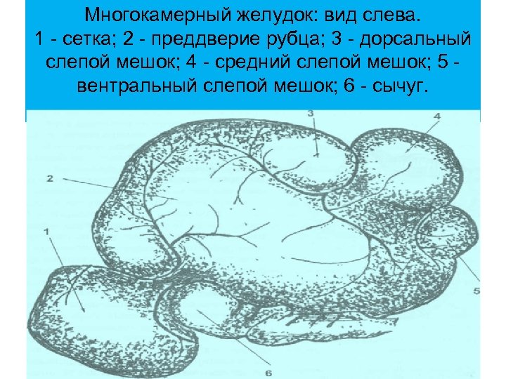 Многокамерный желудок: вид слева. 1 сетка; 2 преддверие рубца; 3 дорсальный слепой мешок; 4
