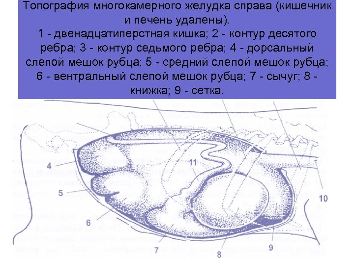 Топография многокамерного желудка справа (кишечник и печень удалены). 1 двенадцатиперстная кишка; 2 контур десятого