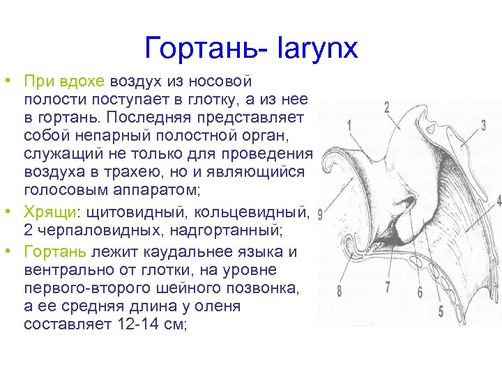 Гортань larynx • При вдохе воздух из носовой полости поступает в глотку, а из