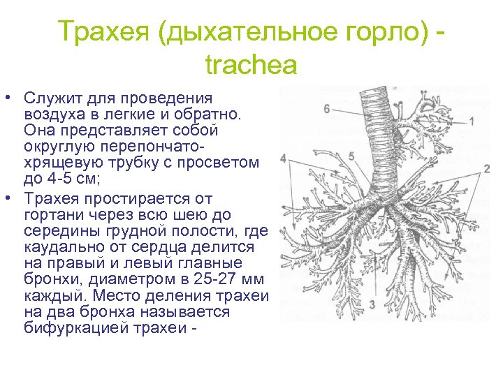 Трахея (дыхательное горло) trachea • Служит для проведения воздуха в легкие и обратно. Она