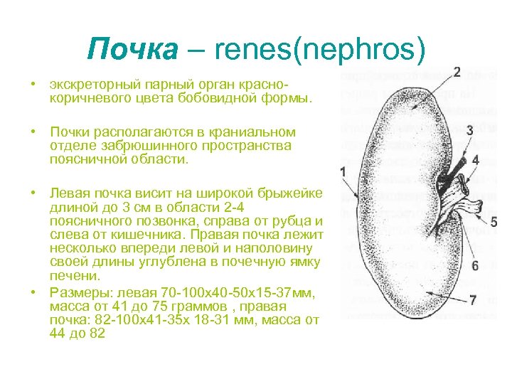 Почка – renes(nephros) • экскреторный парный орган красно коричневого цвета бобовидной формы. • Почки