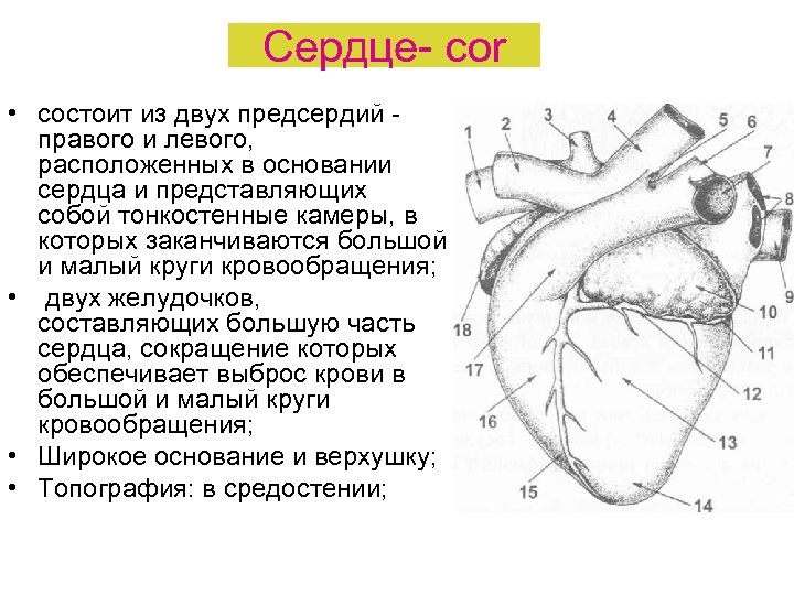 Сердце cor • состоит из двух предсердий правого и левого, расположенных в основании сердца