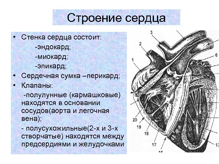 Строение сердца • Стенка сердца состоит: эндокард; миокард; эпикард; • Сердечная сумка –перикард; •