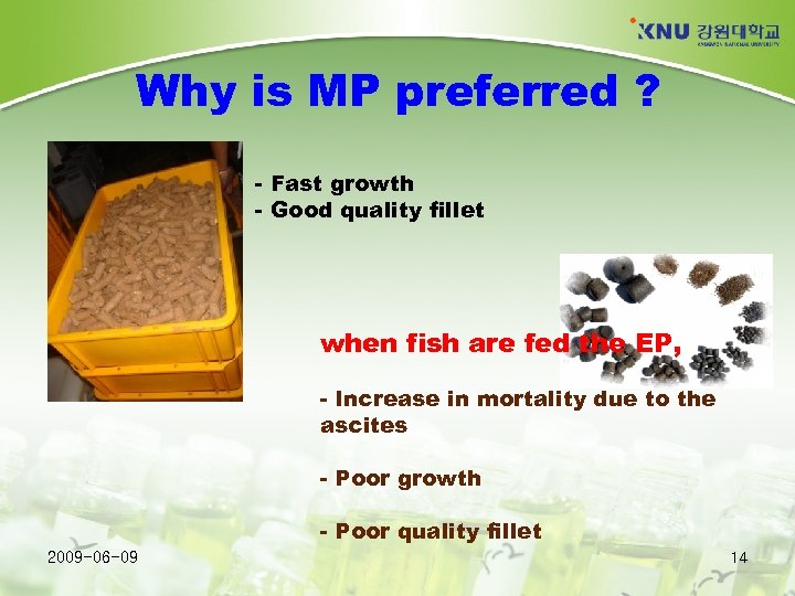 Why is MP preferred ? - Fast growth - Good quality fillet when fish