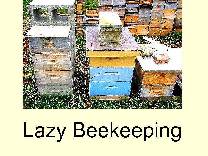 Lazy Beekeeping 