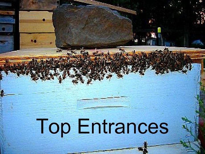 Top Entrances 