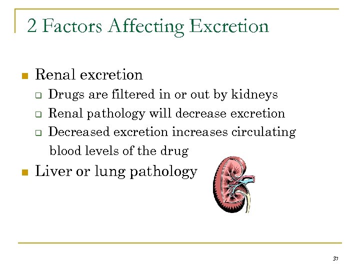 2 Factors Affecting Excretion n Renal excretion q q q n Drugs are filtered