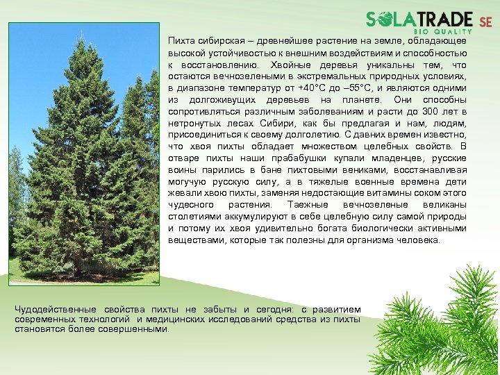 Пихта сибирская – древнейшее растение на земле, обладающее высокой устойчивостью к внешним воздействиям и