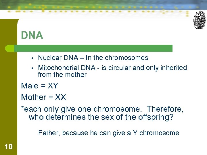 DNA • • Nuclear DNA – In the chromosomes Mitochondrial DNA - is circular