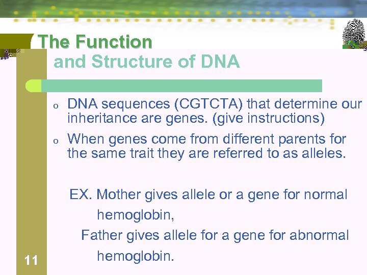 The Function and Structure of DNA o o 11 DNA sequences (CGTCTA) that determine