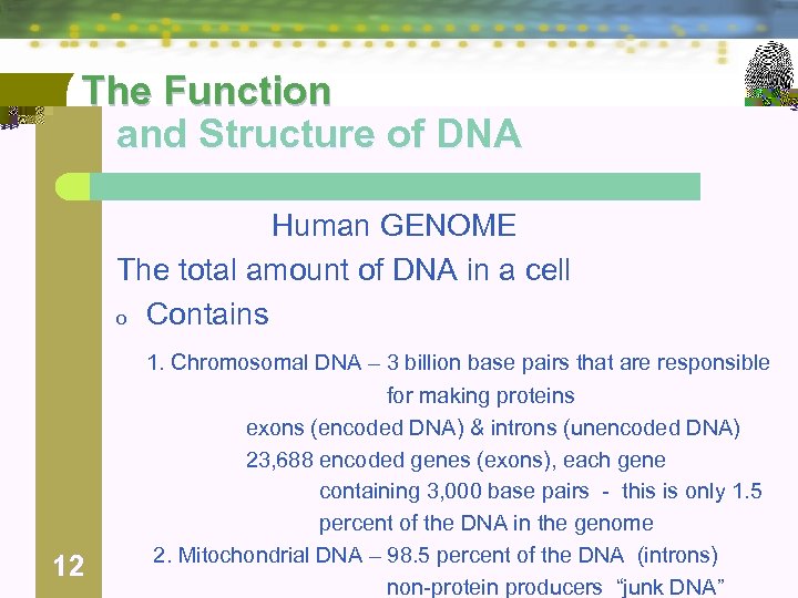 The Function and Structure of DNA Human GENOME The total amount of DNA in