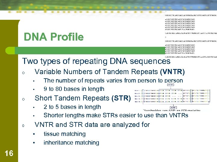DNA Profile Two types of repeating DNA sequences Variable Numbers of Tandem Repeats (VNTR)