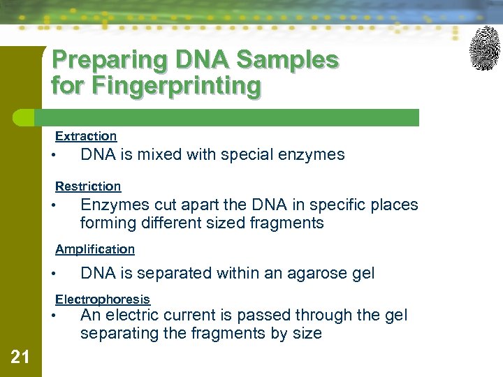 Preparing DNA Samples for Fingerprinting Extraction • DNA is mixed with special enzymes Restriction