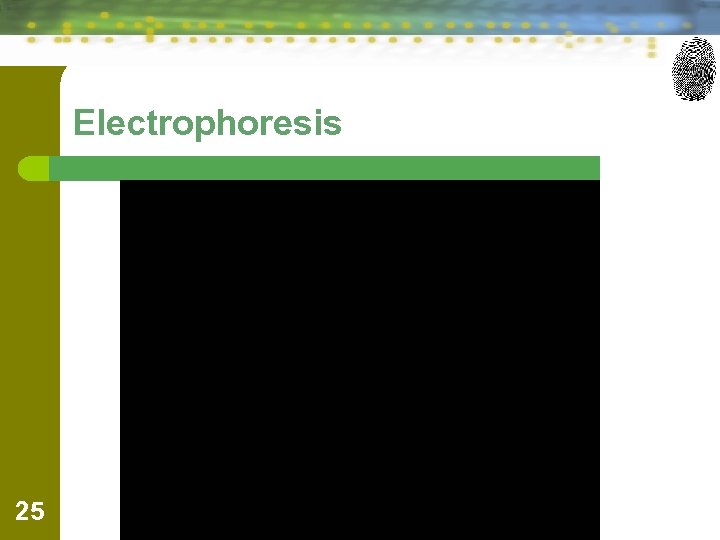 Electrophoresis 25 
