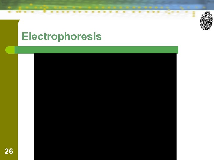 Electrophoresis 26 