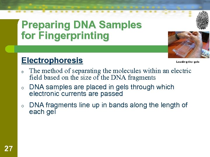Preparing DNA Samples for Fingerprinting Electrophoresis o o o 27 The method of separating