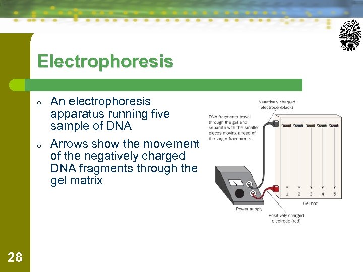 Electrophoresis o o 28 An electrophoresis apparatus running five sample of DNA Arrows show