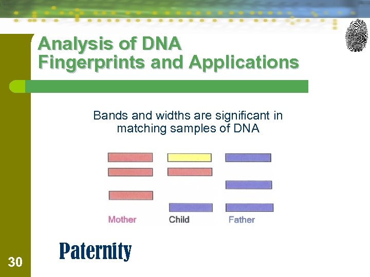 Analysis of DNA Fingerprints and Applications Bands and widths are significant in matching samples