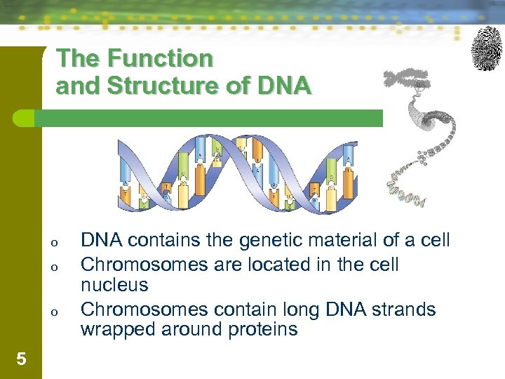 The Function and Structure of DNA o o o 5 DNA contains the genetic