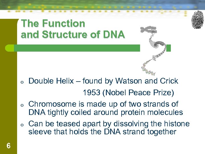 The Function and Structure of DNA o o o 6 Double Helix – found
