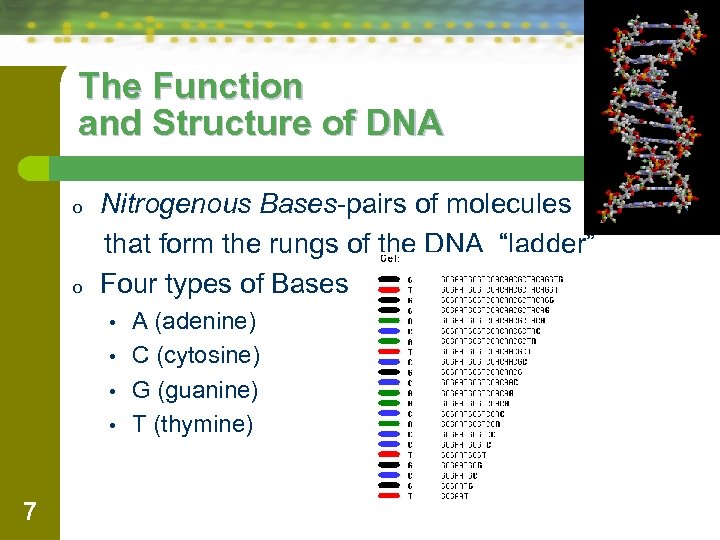 The Function and Structure of DNA o o Nitrogenous Bases-pairs of molecules that form