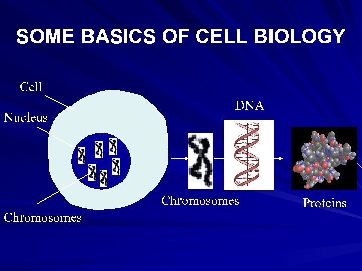 SOME BASICS OF CELL BIOLOGY Cell Nucleus DNA Chromosomes Proteins 