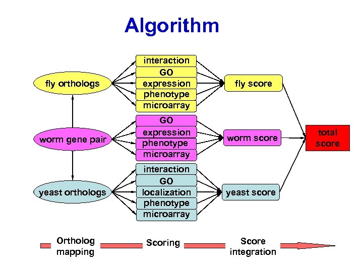 Algorithm fly orthologs interaction GO expression phenotype microarray fly score worm gene pair GO