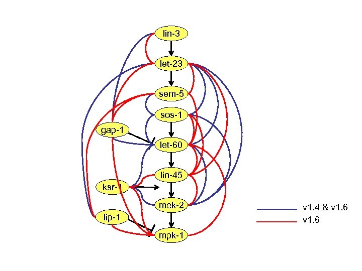 lin-3 let-23 sem-5 sos-1 gap-1 let-60 lin-45 ksr-1 mek-2 lip-1 mpk-1 v 1. 4