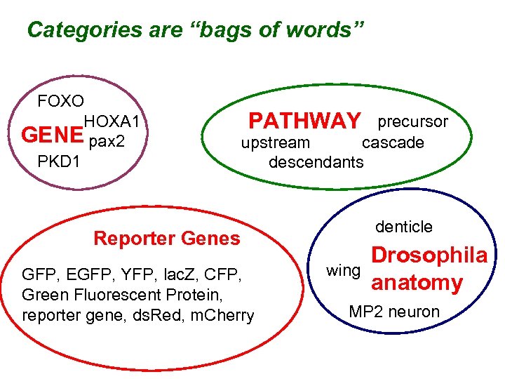 Categories are “bags of words” FOXO HOXA 1 GENE pax 2 PKD 1 PATHWAY
