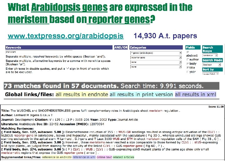 What Arabidopsis genes are expressed in the meristem based on reporter genes? www. textpresso.