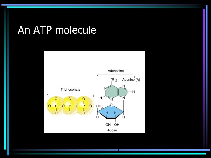 An ATP molecule 