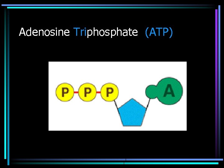 Adenosine Triphosphate (ATP) 