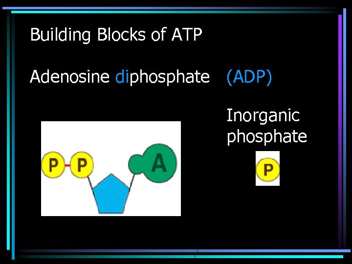 Building Blocks of ATP Adenosine diphosphate (ADP) Inorganic phosphate 