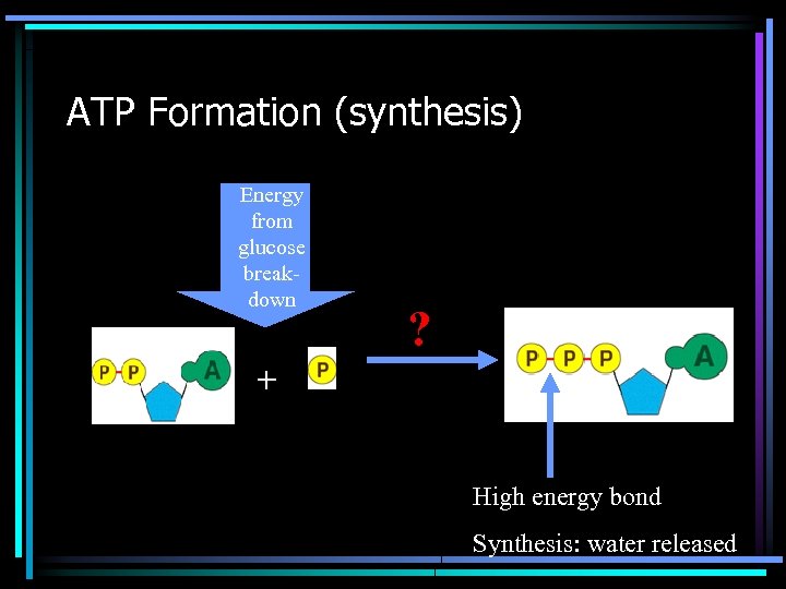 ATP Formation (synthesis) Energy from glucose breakdown ? + High energy bond Synthesis: water