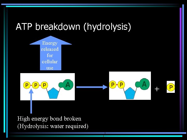 ATP breakdown (hydrolysis) Energy released for cellular use + High energy bond broken (Hydrolysis: