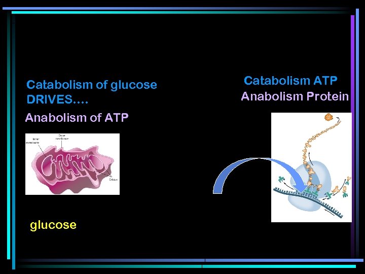 Catabolism of glucose DRIVES…. Anabolism of ATP glucose Catabolism ATP Anabolism Protein 