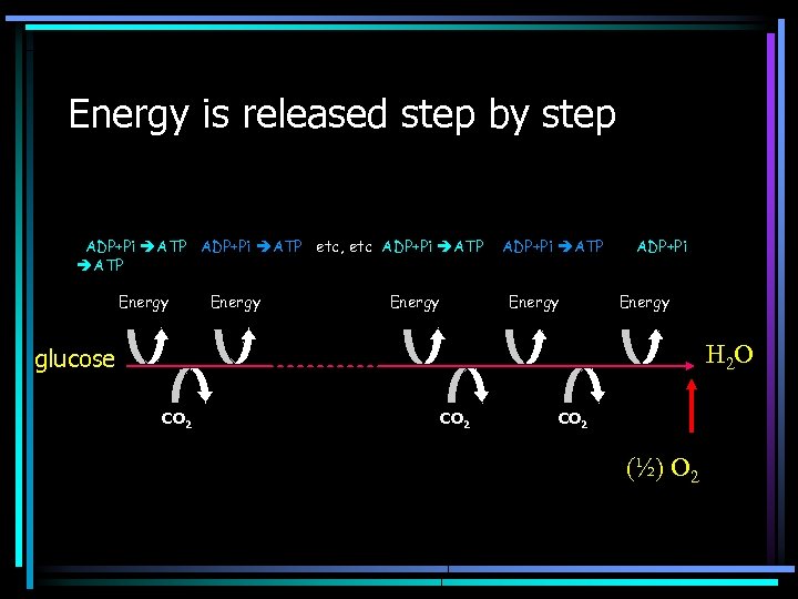 Energy is released step by step ADP+Pi ATP etc, etc ADP+Pi ATP Energy ADP+Pi