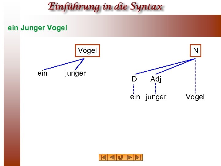 ein Junger Vogel ein junger N D Adj ein junger Vogel 