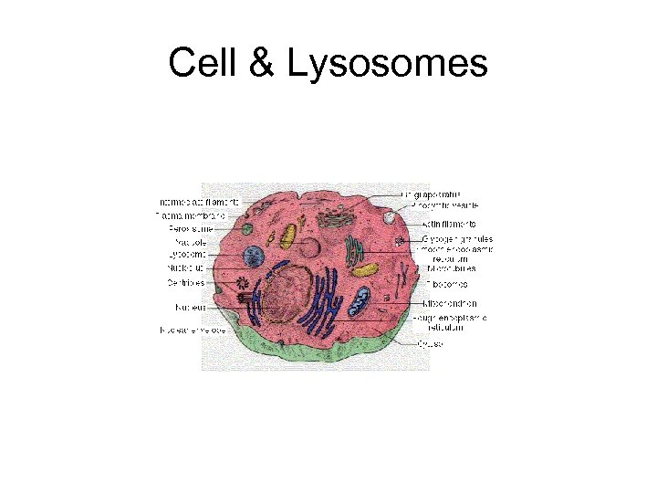 Cell & Lysosomes 