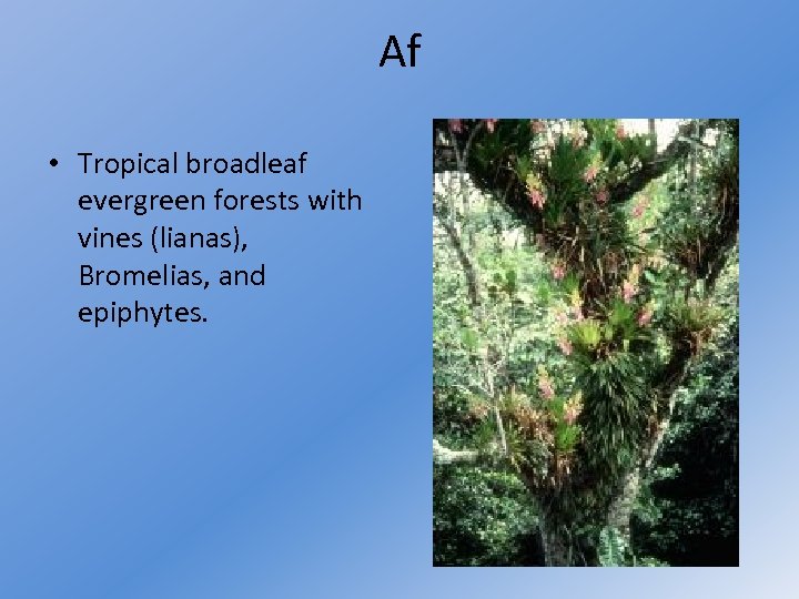 Af • Tropical broadleaf evergreen forests with vines (lianas), Bromelias, and epiphytes. 