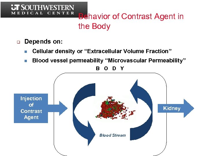 Behavior of Contrast Agent in the Body q Depends on: n Cellular density or