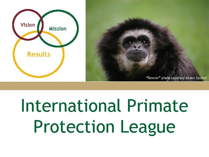 Vision Mission Results “Beanie” photo courtesy Alison Spalter International Primate Protection League 