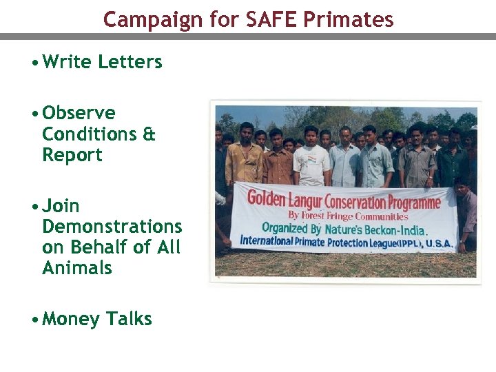 Campaign for SAFE Primates • Write Letters • Observe Conditions & Report • Join