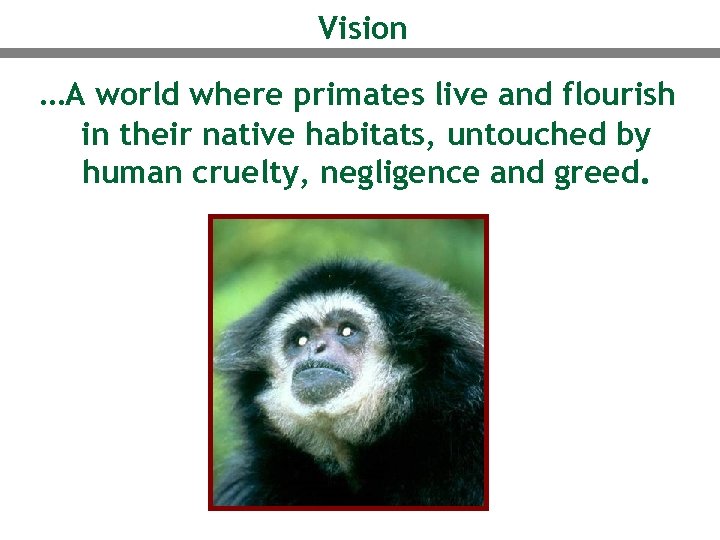 Vision …A world where primates live and flourish in their native habitats, untouched by