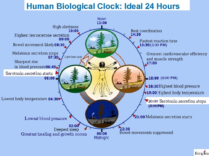 Human Biological Clock: Ideal 24 Hours (3: 30 PM) Serotonin secretion starts (6: 00